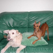 Photo de Pinscher nain