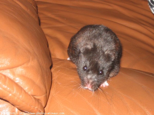 Photo de Hamster