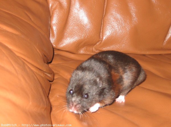 Photo de Hamster