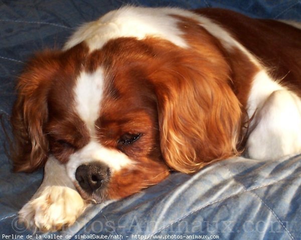 Photo de Cavalier king charles spaniel