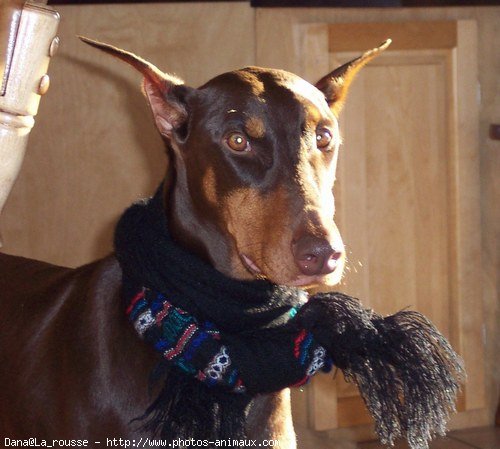 Photo de Dobermann