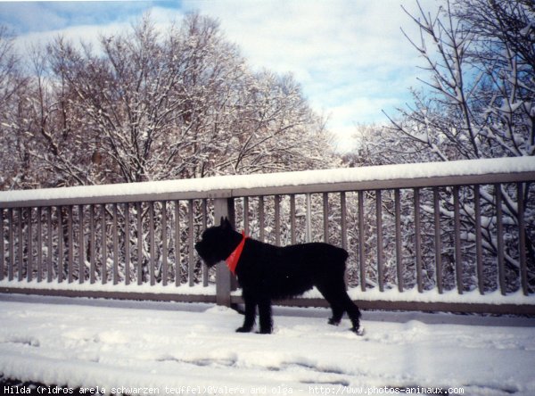 Photo de Schnauzer gant