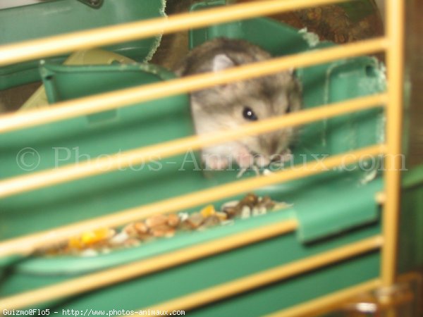 Photo de Hamster