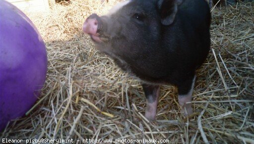 Photo de Cochon