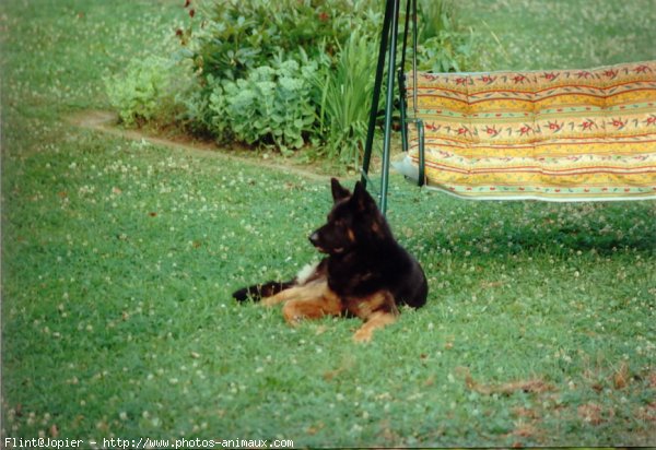 Photo de Berger allemand  poil court