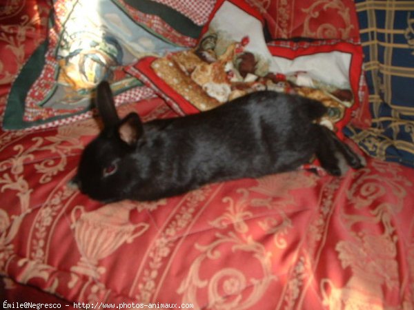 Photo de Lapin