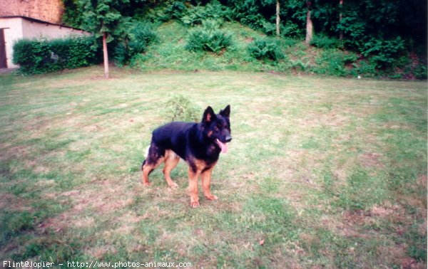 Photo de Berger allemand  poil court