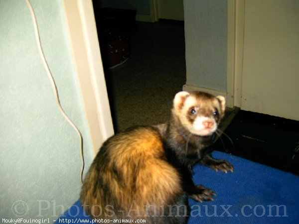 Photo de Furet