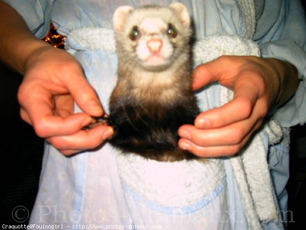 Photo de Furet