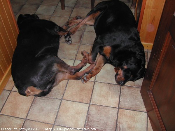 Photo de Rottweiler