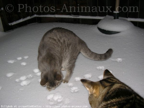 Photo de Chat domestique