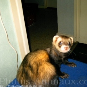 Photo de Furet