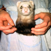 Photo de Furet