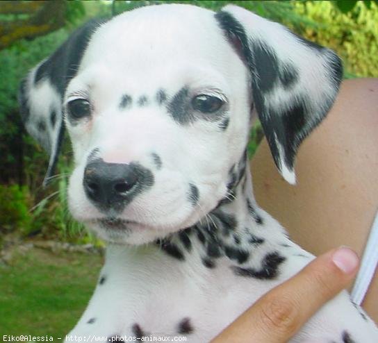 Photo de Dalmatien