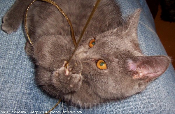 Photo de Chartreux