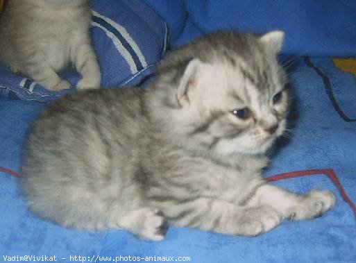 Photo de British shorthair