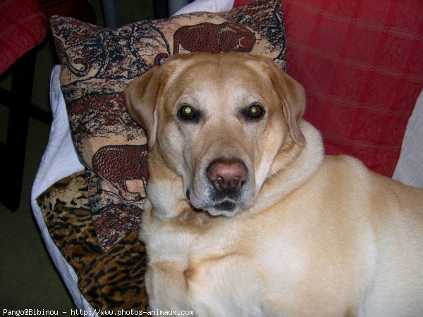 Photo de Labrador retriever