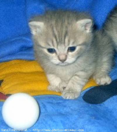 Photo de British shorthair