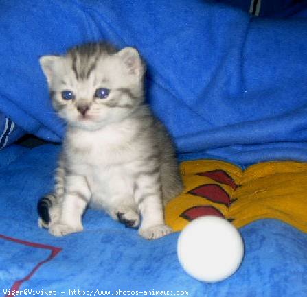 Photo de British shorthair