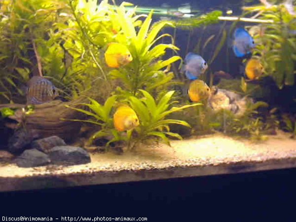 Photo de Poissons exotiques