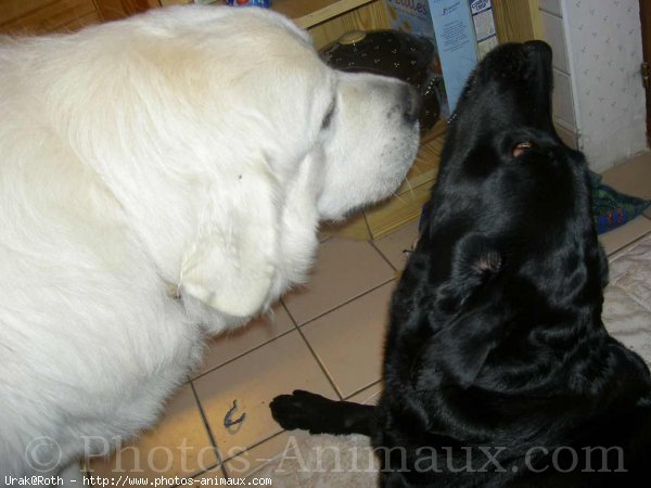 Photo de Chien de berger des tatras