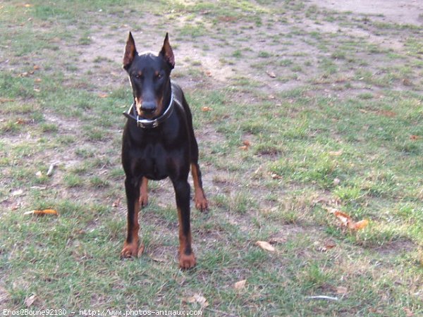 Photo de Dobermann