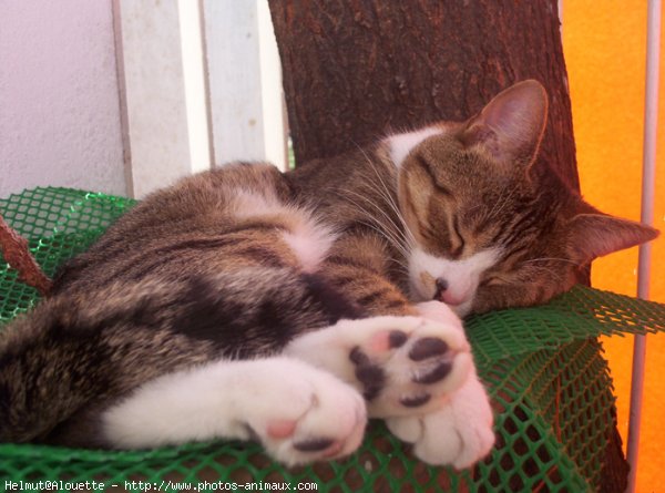 Photo de Chat domestique