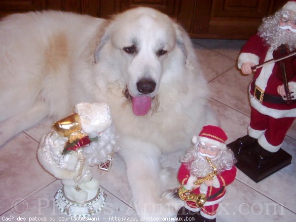 Photo de Chien de montagne des pyrnes