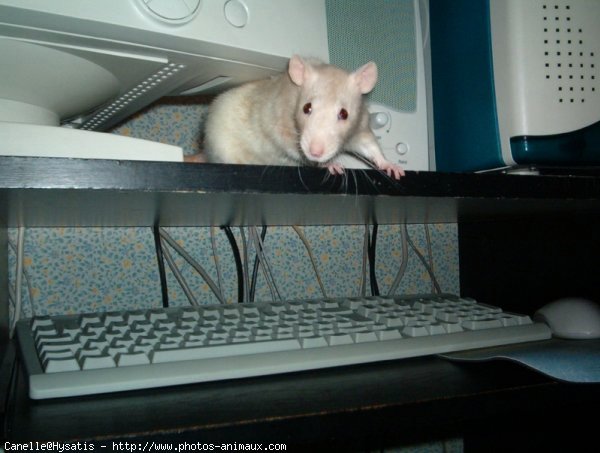 Photo de Rat