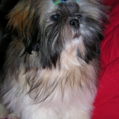 Photo de Shih tzu