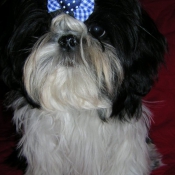 Photo de Shih tzu