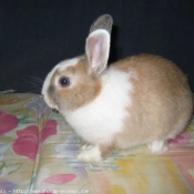 Photo de Lapin