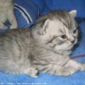 Photo de British shorthair