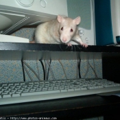 Photo de Rat