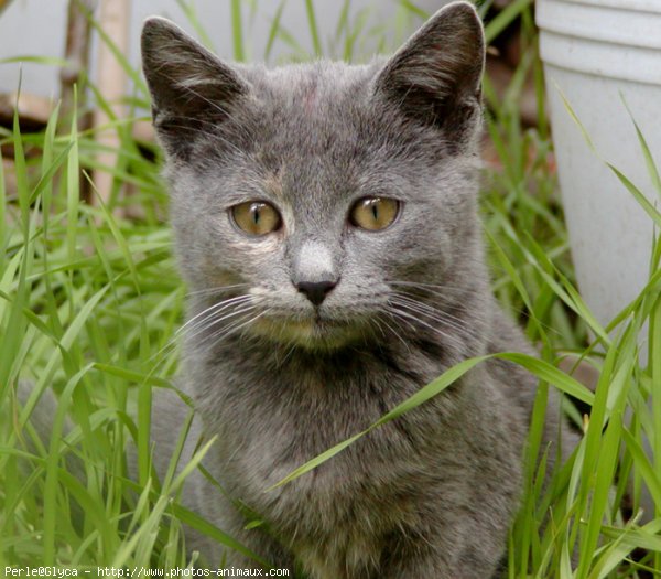 Photo de Chat domestique