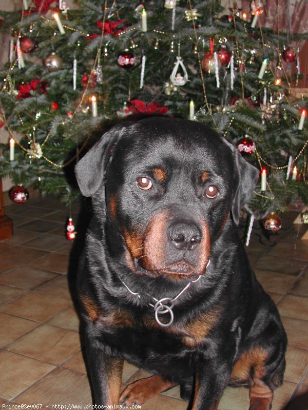 Photo de Rottweiler