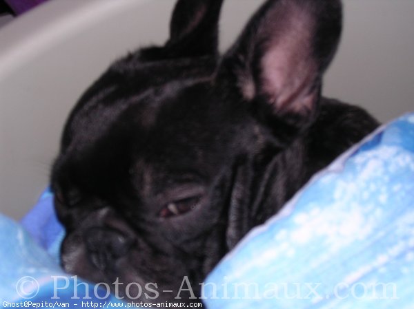 Photo de Bouledogue franais