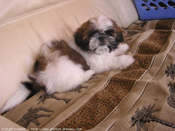 Photo de Shih tzu