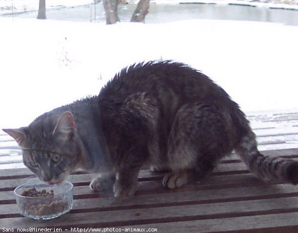 Photo de Chat domestique