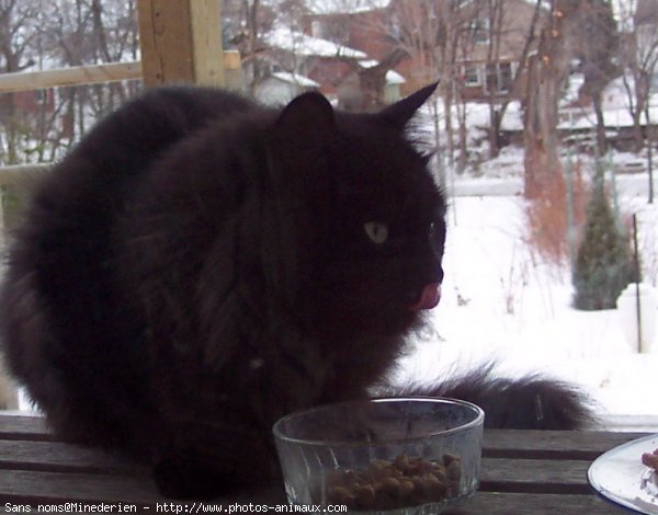 Photo de Chat domestique