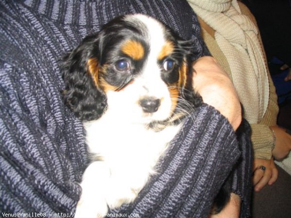 Photo de Cavalier king charles spaniel