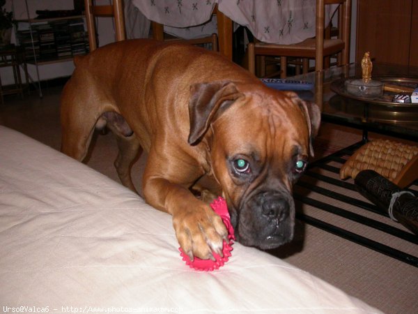 Photo de Boxer