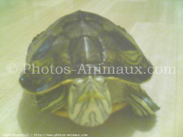 Photo de Tortue