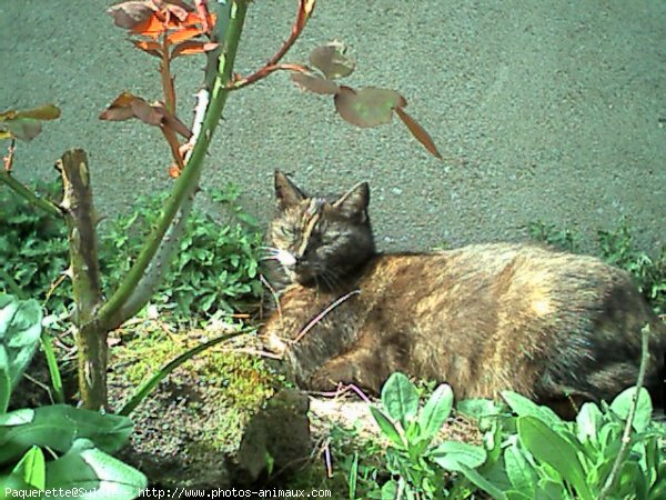 Photo de Chat domestique