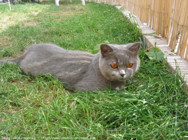 Photo de British shorthair