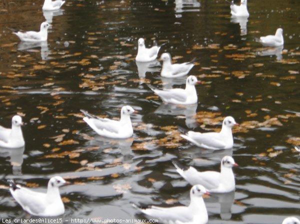 Photo de Mouette