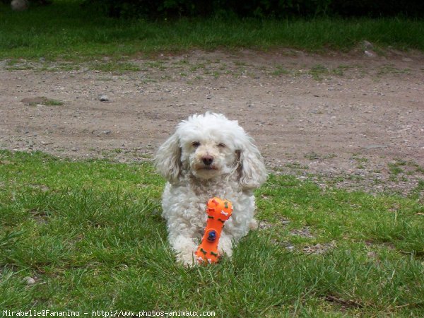 Photo de Caniche moyen