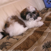 Photo de Shih tzu