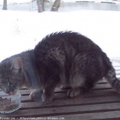 Photo de Chat domestique