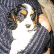 Photo de Cavalier king charles spaniel